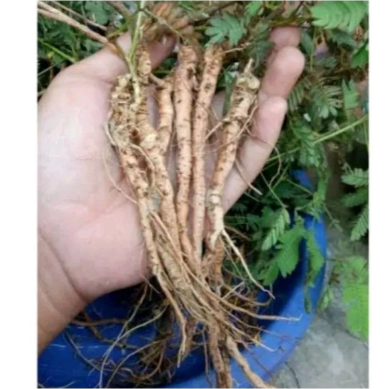 

akar putri malu| isi 10 batang