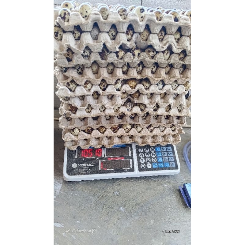 

Telur puyuh segar 45 butir