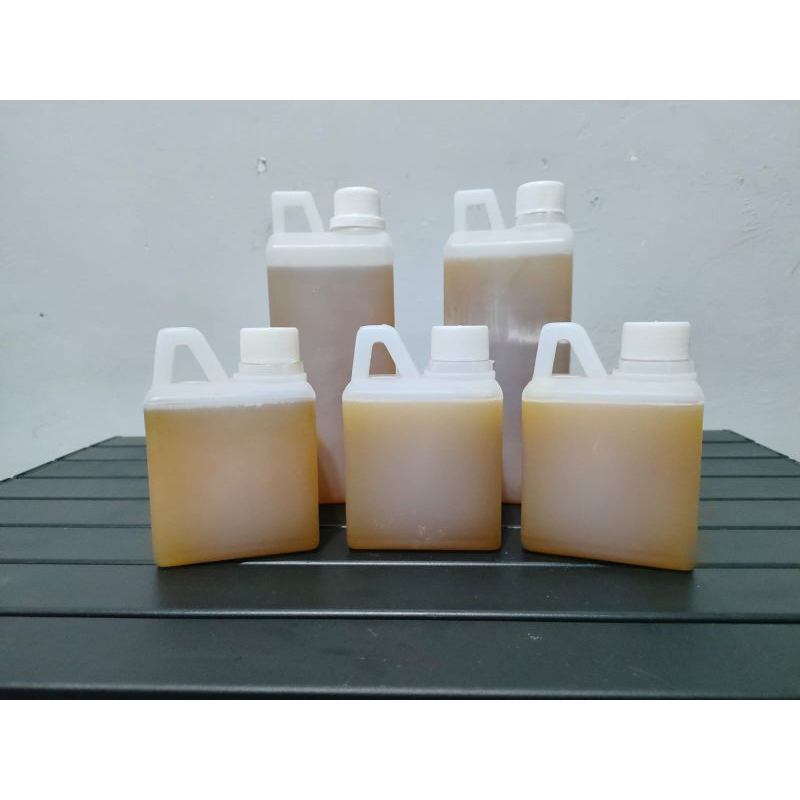 

madu kelanceng trigona itama