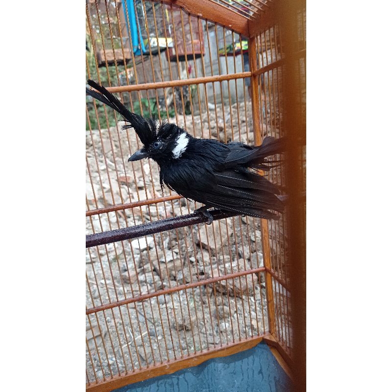 Burung Cililin Hitam