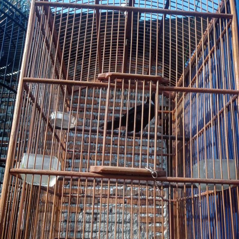 Burung Cililin Hitam