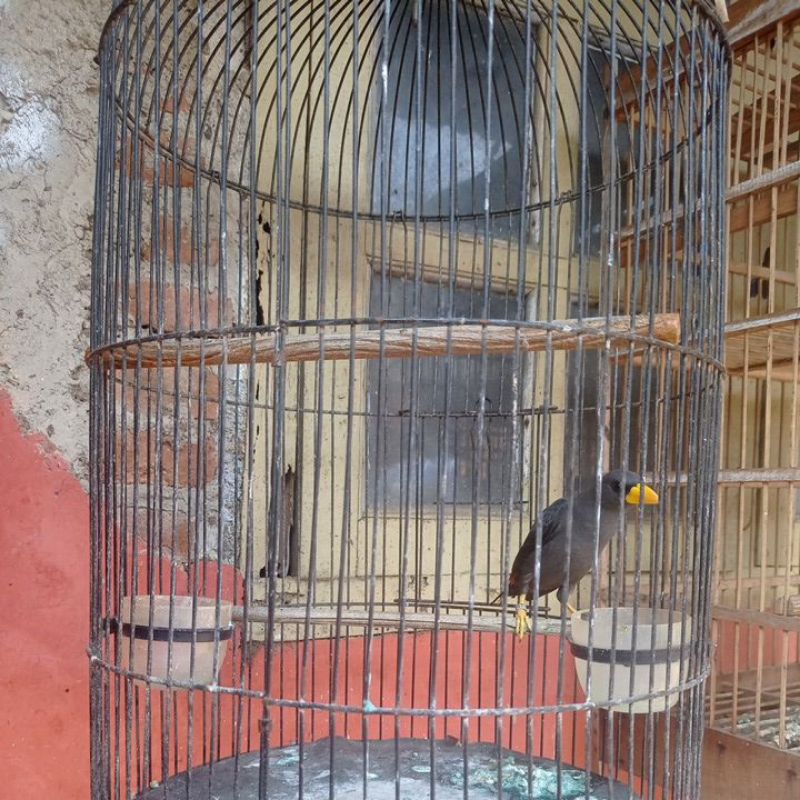 Jalak Rio Rio