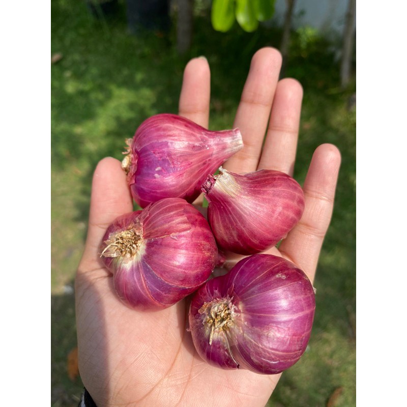 

Korzaln Bawang Merah Probolinggo Super
