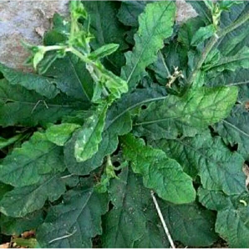 

Daun Tapak Liman Fresh 100gr