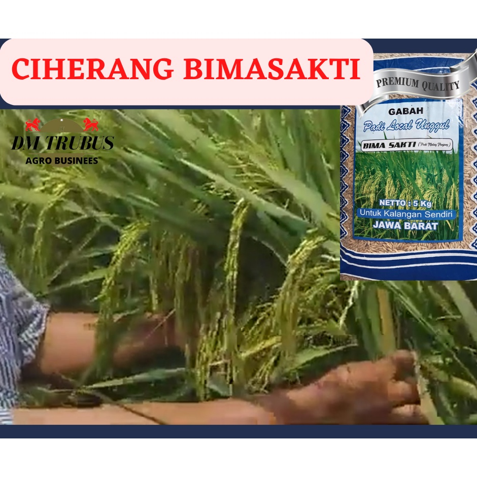 Benih Bibit Padi Bima Sakti Jumbo Bimasakti 5 KG