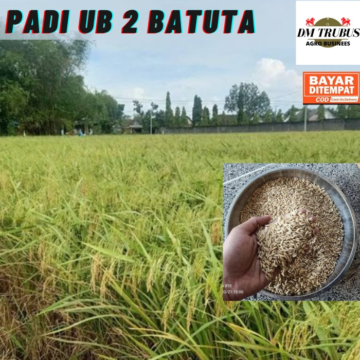 BENIH PADI UB2 BATUTA 5 KG GALUR ACEH UMUR 100 HARI TAHAN BLAS DAUN RASA NASI PULEN