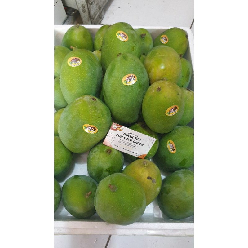 

Mangga alpukat (matang pohon)