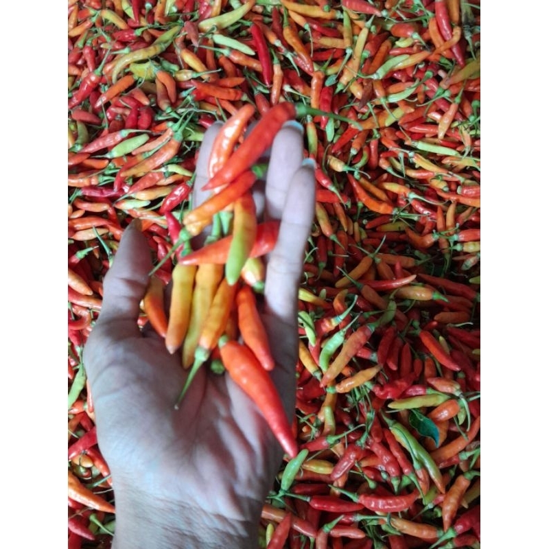 

CABE RAWIT FRESH 1 ONS