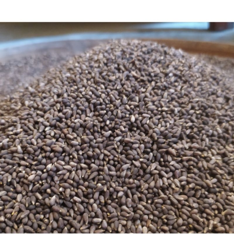 

BIJI BALSA PUTIH SUPER NETTO 50 GRAM