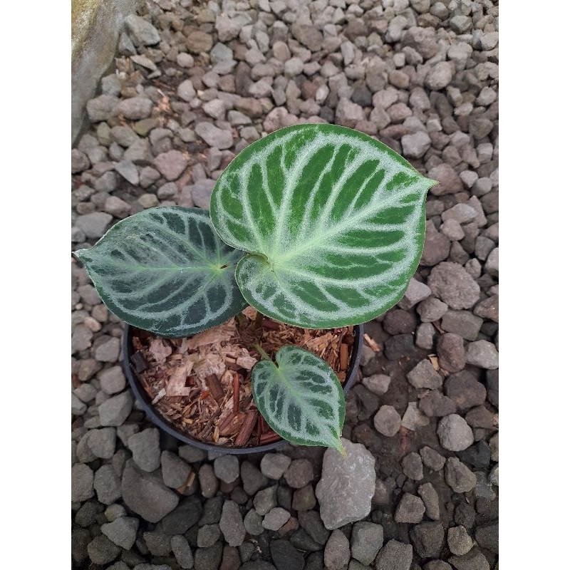 Anthurium dorayak silver mangkok