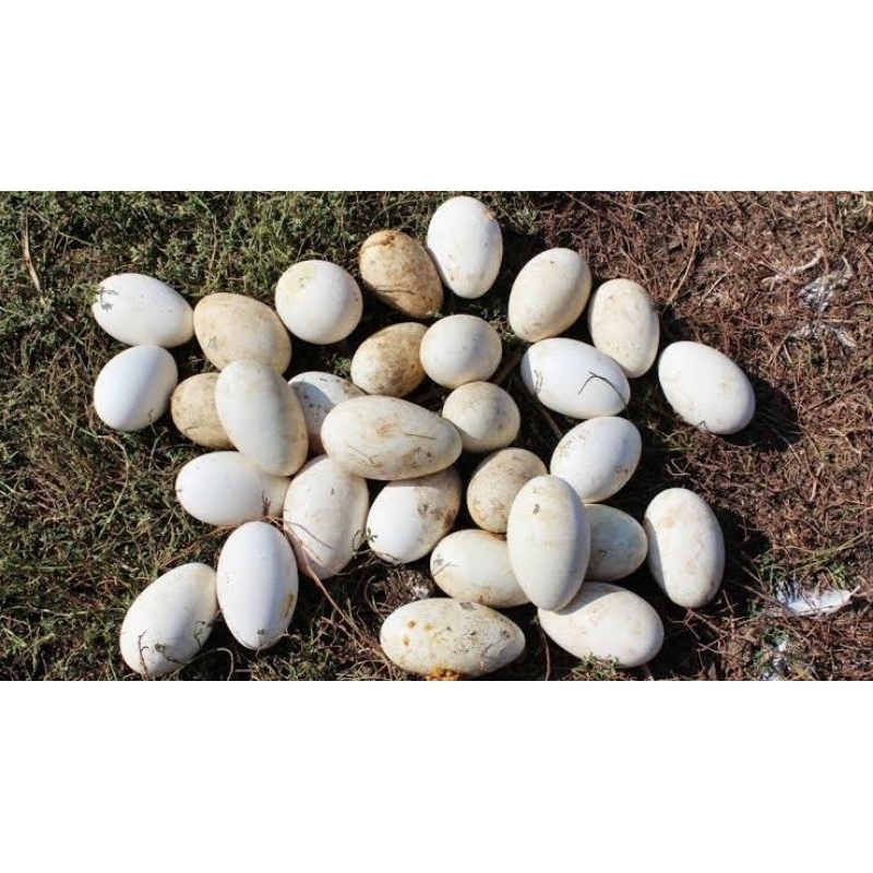 

Telur Angsa Bonor