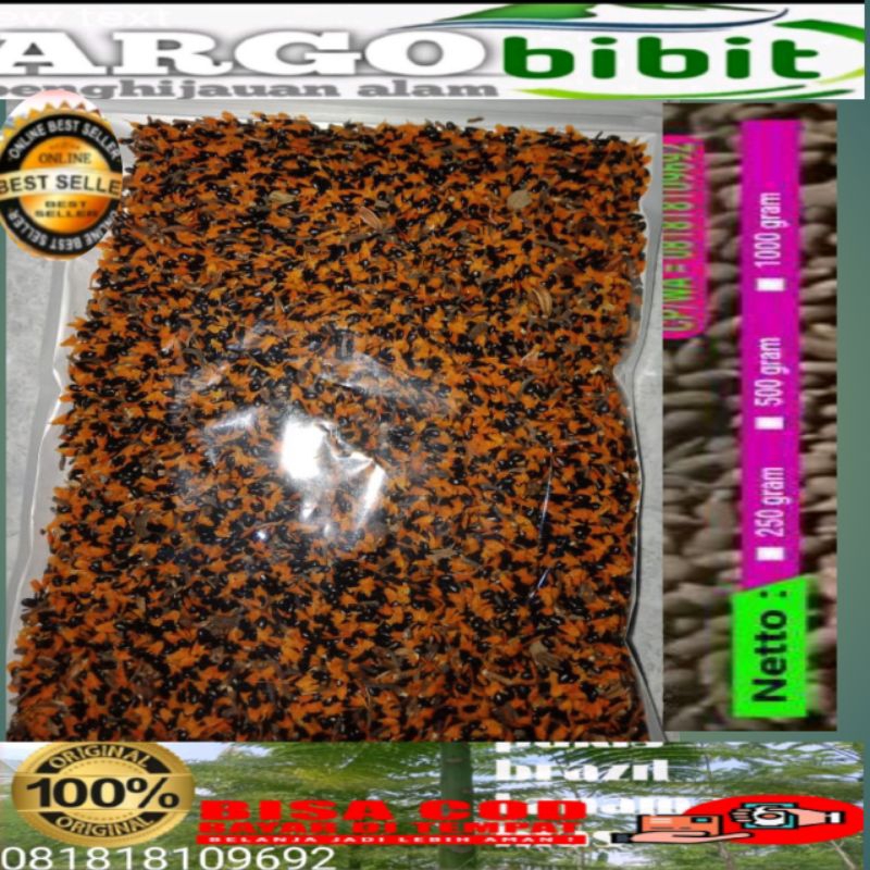 

biji akasia magium isi 3 rb biji 100%original
