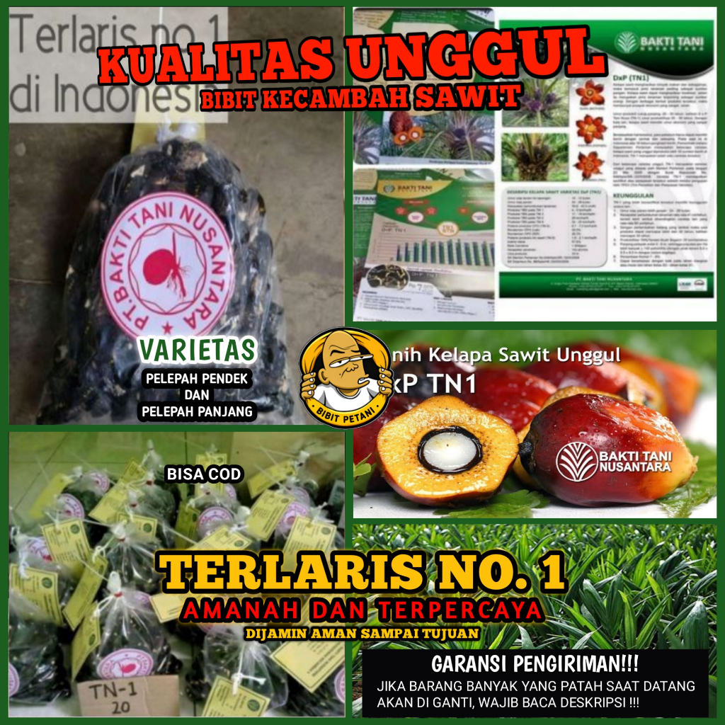 Ayh - BENIH KECAMBAH POLONG BIBIT SAWIT TANI NUSA UNGGUL BERSERTIFIKAT BIBIT BENIH KECAMBAH SAWIT