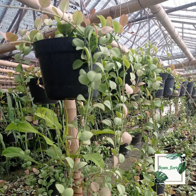 Tanaman Hias Gantung hoya geri Dischidia Pink Ledy Rimbun