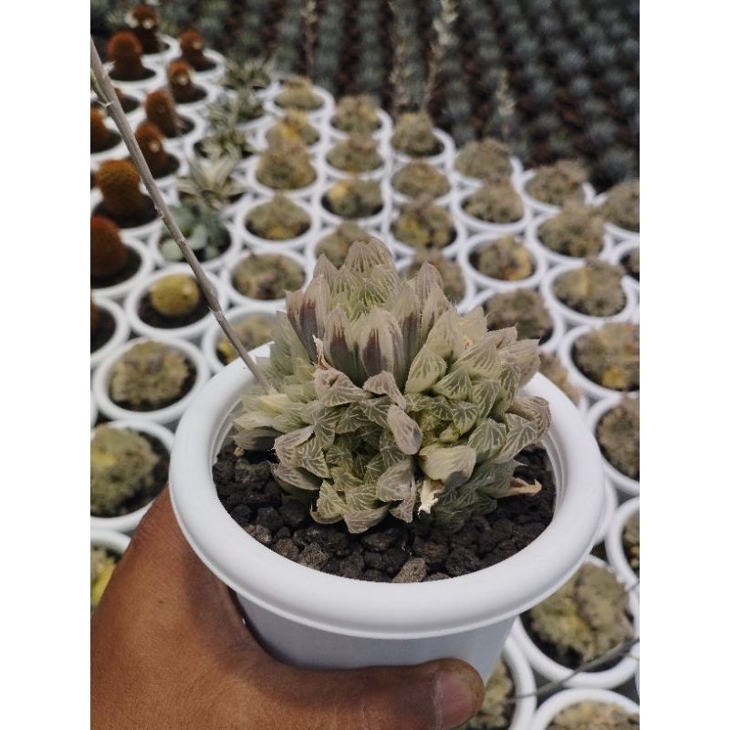 Haworthia silver swirt