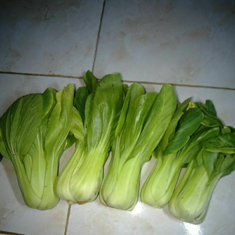 

SAYUR PAKCOY PACOY PACHOY SEGAR