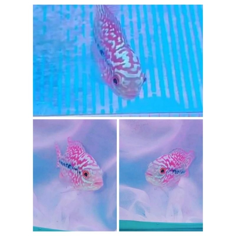 UPDATE BESAR Semi Progres Louhan VIP Blood Line Thailand Red Kamfa 5-6 cm