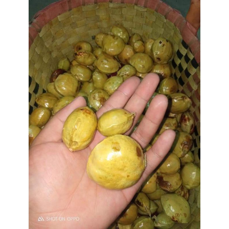 

jengkol tua kupas jengkol bahan masak kemasan 1kg