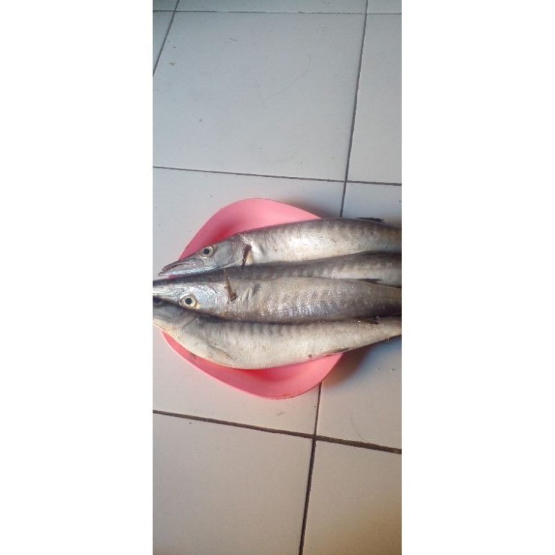 

Ikan barakuda1 ekor