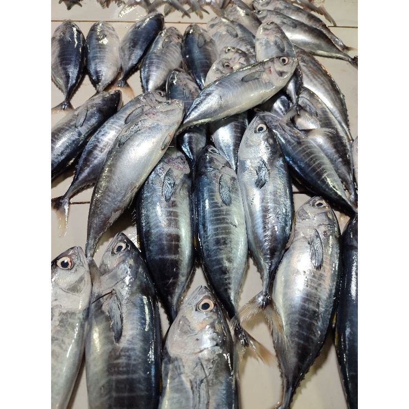 

IKAN TONGKOL TUNA KECIL 1Kg