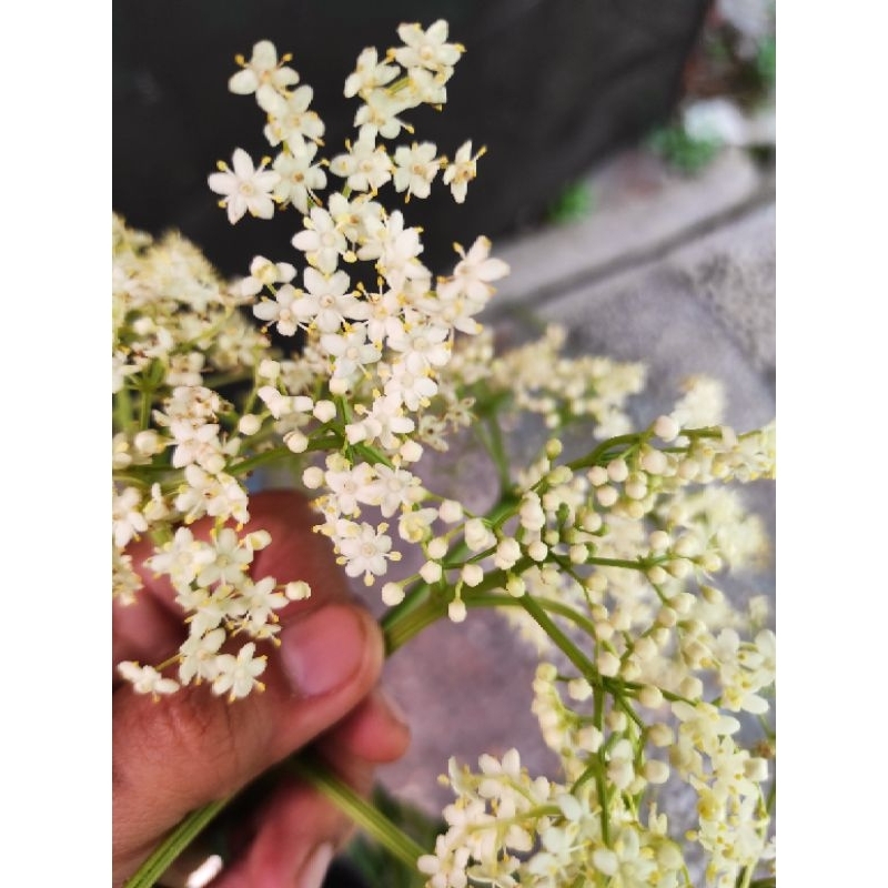 

Edible Flower Elder