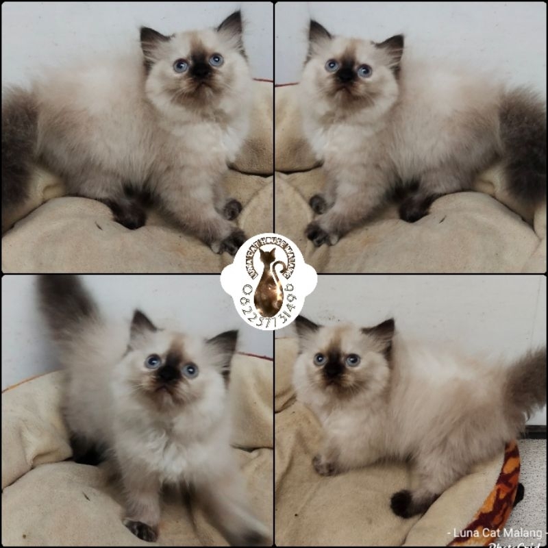 kucing himalaya