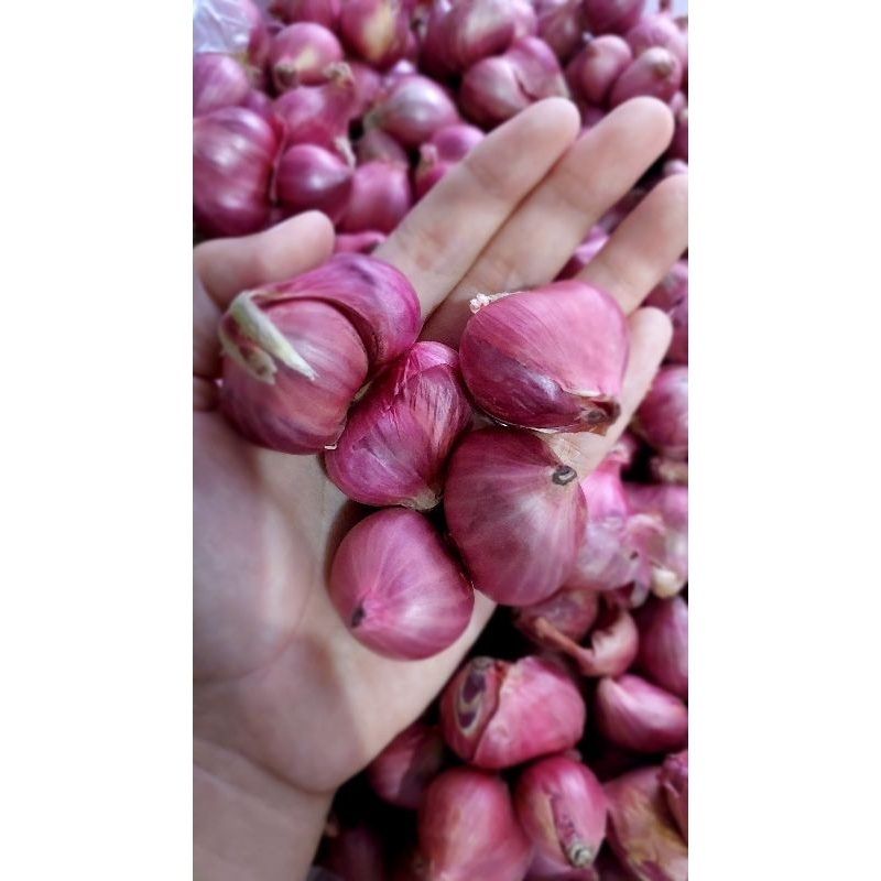 

BAWANG MERAH LOKAL SUPER 1KG