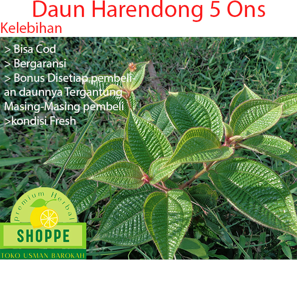 

Daun Harendong Bulu Segar isi 1Kg Fresh Kondisi Baru Dipetik