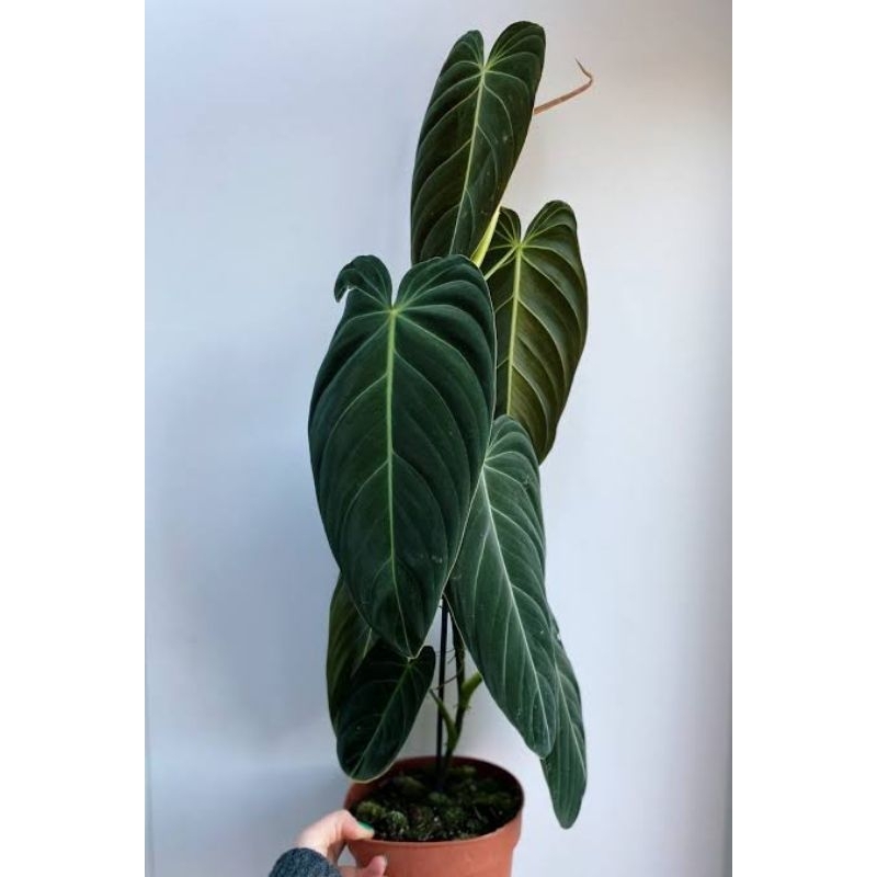 Philodendron Melanocrysum Narrow Form