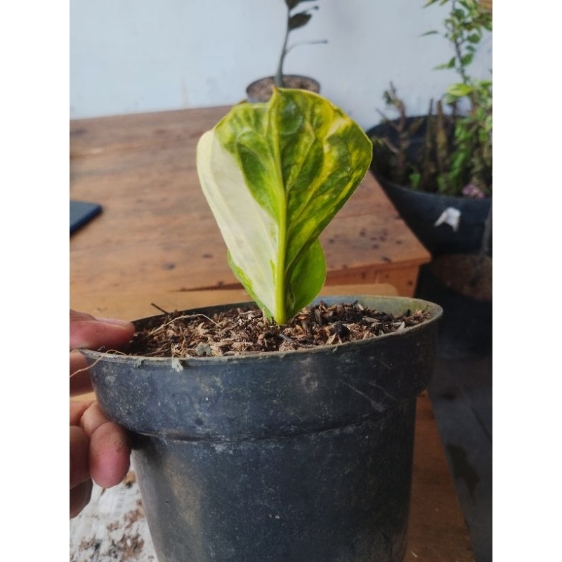 Jemani Mangkok Grandpa Varigata 3 color/Mangkok grandpa Broken Heart varigata hasil split