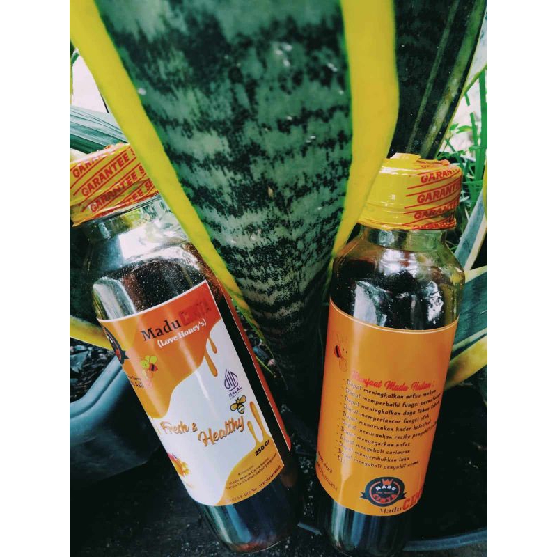 

madu hutan asli