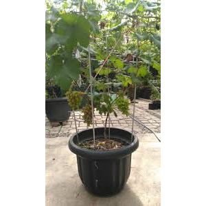 

tanaman bibit anggur berbuah