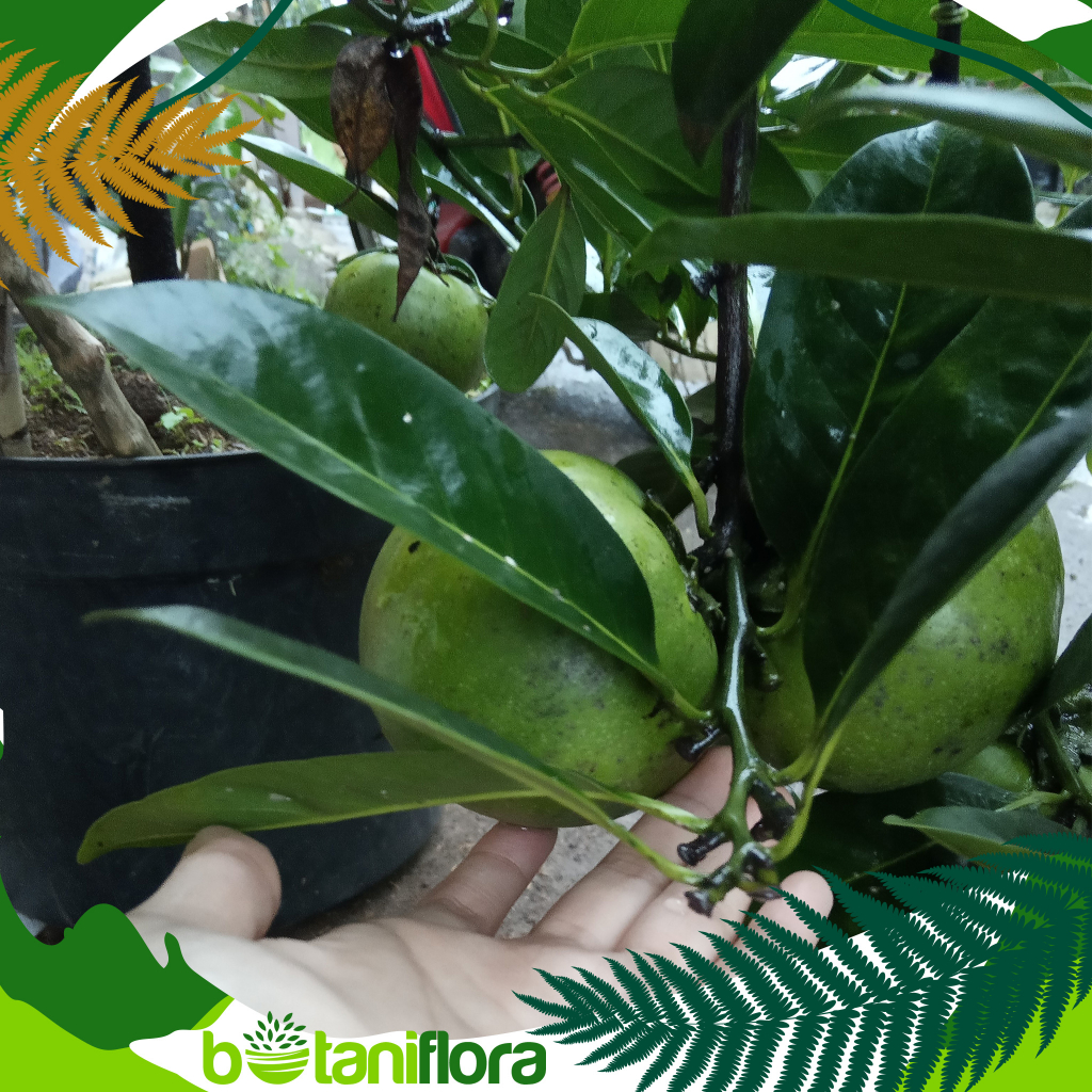 Tanaman Bibit Buah Black Saporate Okulasi | Bibit Buah | Bibit Buah Black Sapote | Black Sapote