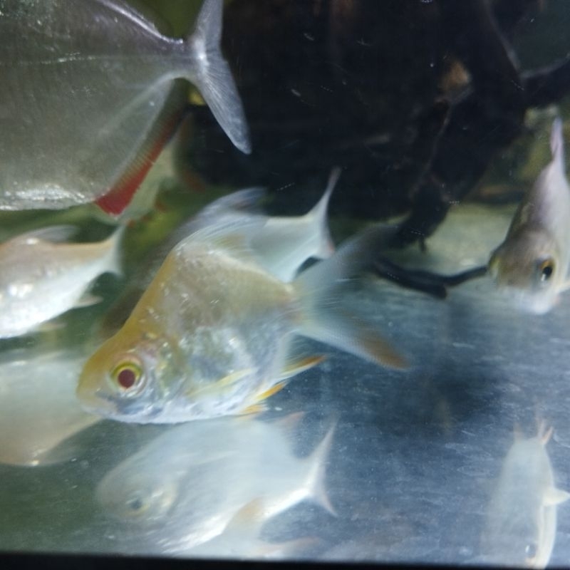 Hiasan Aquarium Ikan Kaviat Warna Albino SB