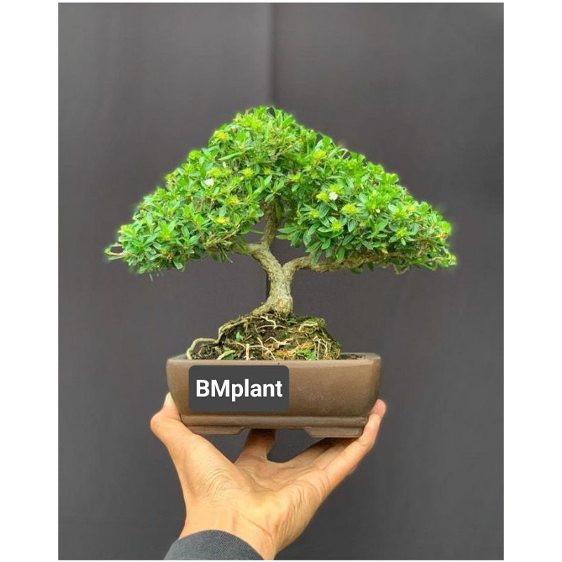 tanaman bonsai serisa seribu bintang matang siap pajang