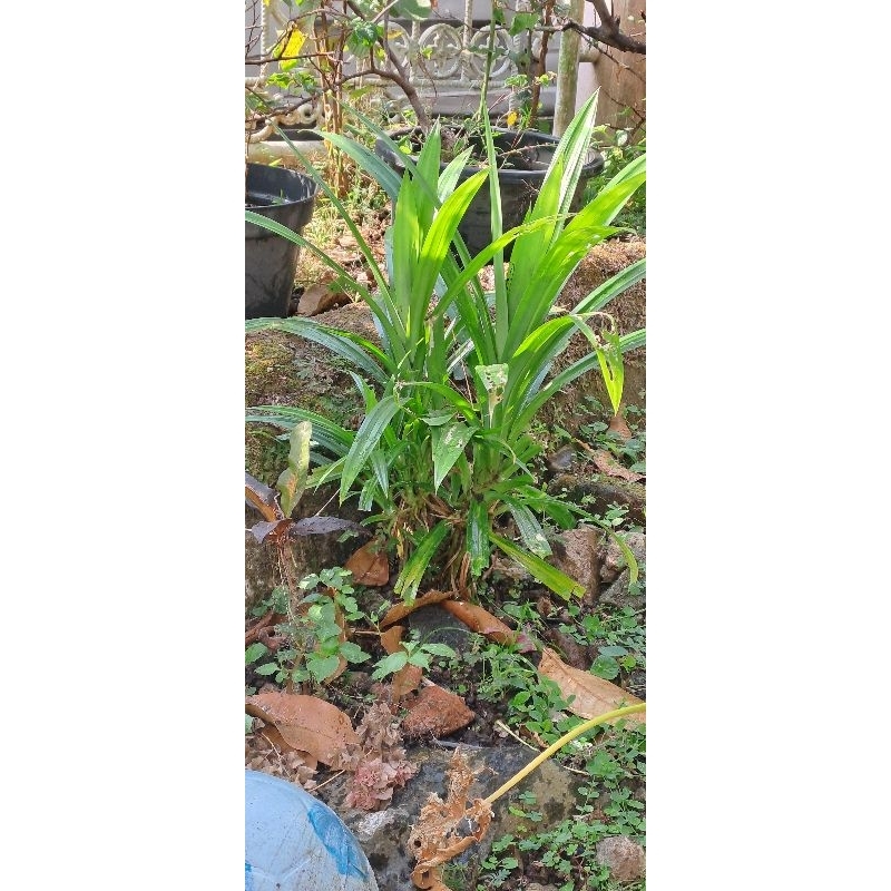 

daun pandan masak potong
