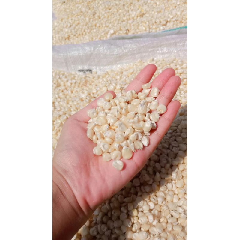 

Jagung putih pipil kering (baru)