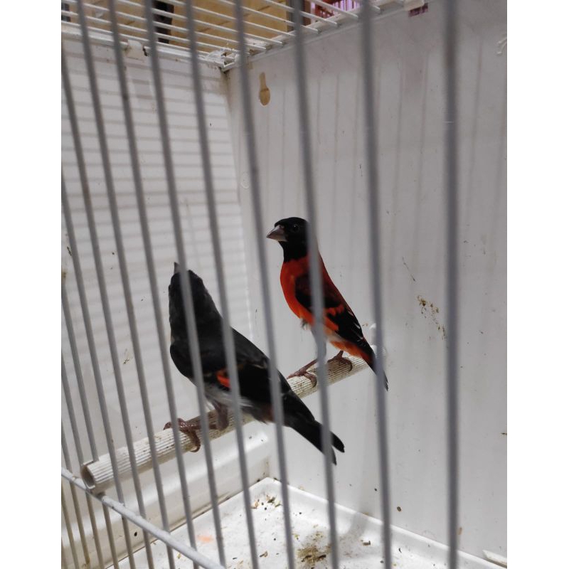 Red siskin klasik sepasang siap ternak