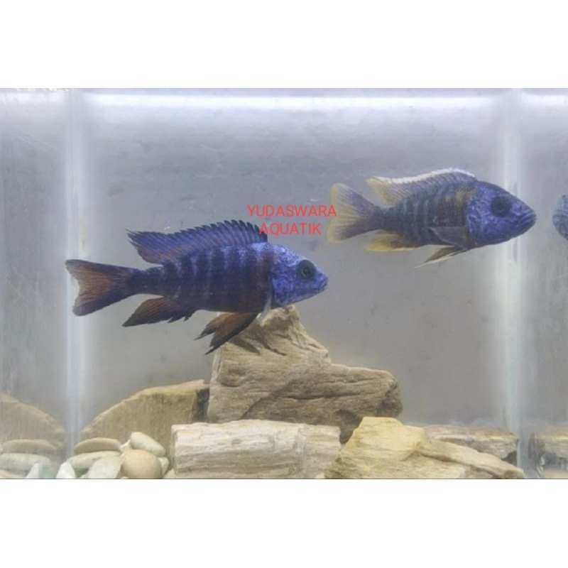 Cichlid Red flush 5/6/7cm