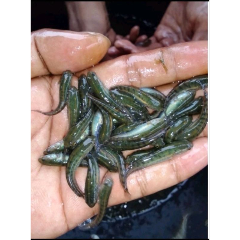 bibit ikan gabus 1 paket isi 50 ekor 3-4 cm