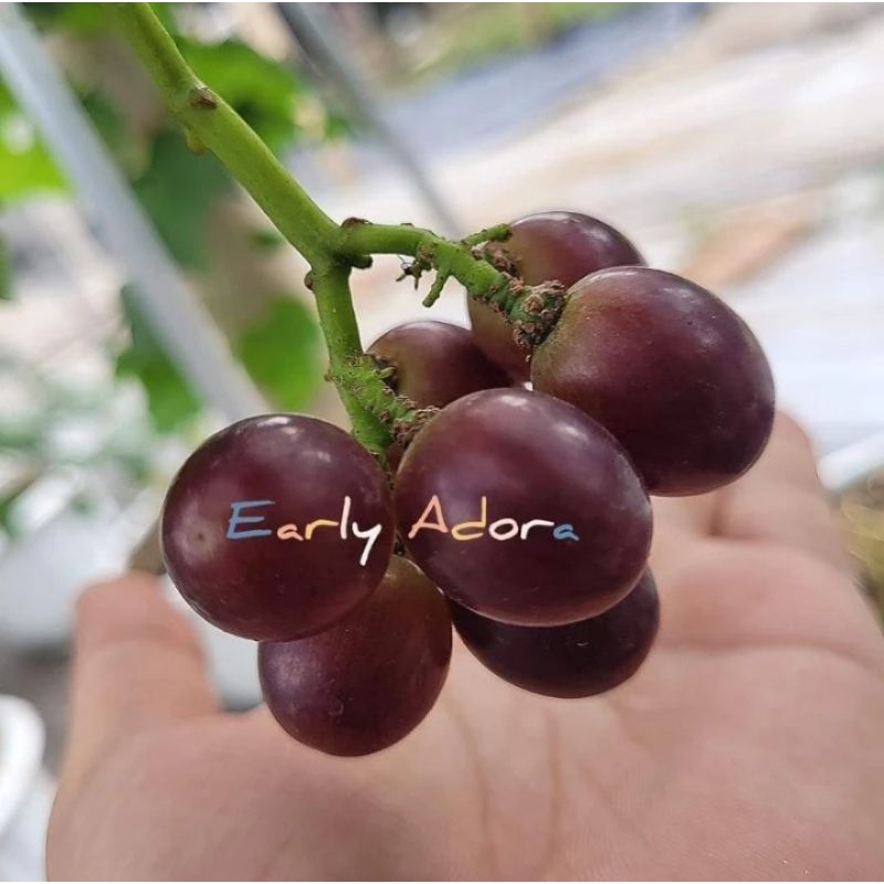 anggur import early adora | anggur impor early adora | 40-60cm