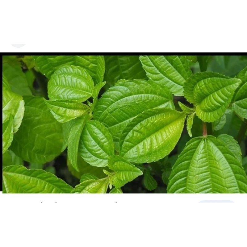 

poh pohan lalapan segar per 500g