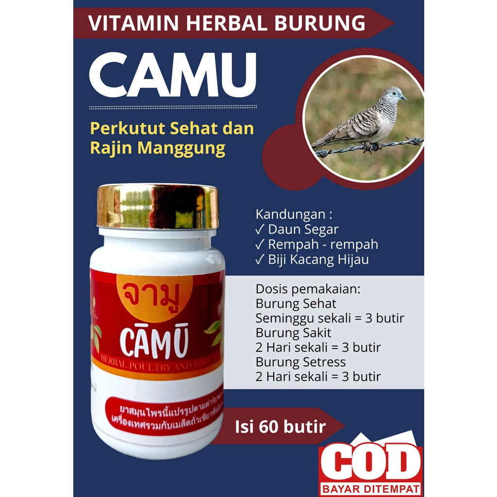 CAMU PERKUTUT perkutut super PIL GACOR PERKUTUT LOKAL | RAJIN MANGGUNG | BANGKOK | SUPER | KATURANGG