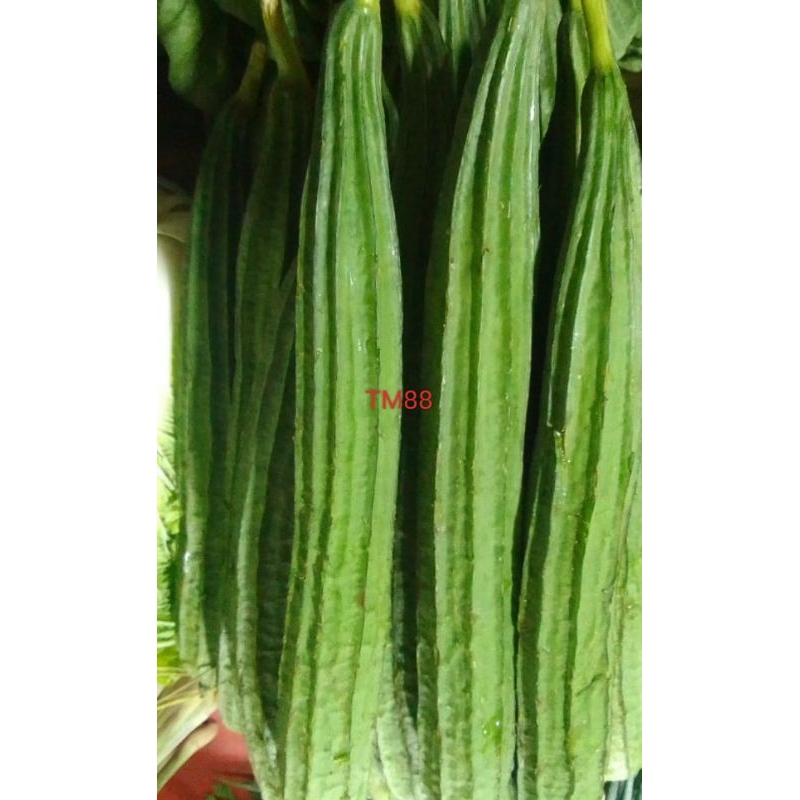 

SAYUR OYONG/SAYUR GAMBAS SEGAR