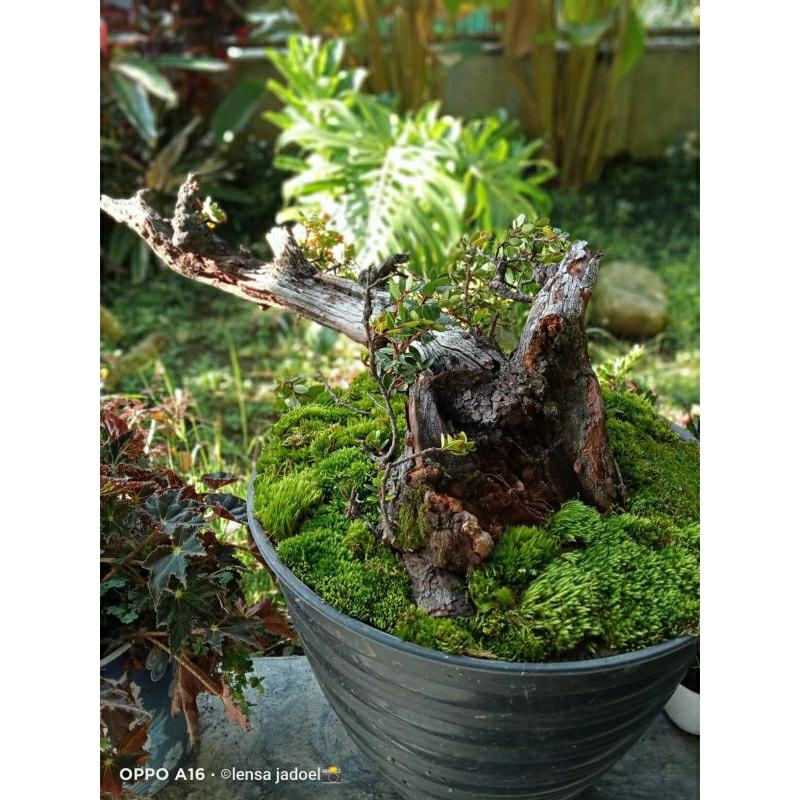 Pesanan santigi gunung