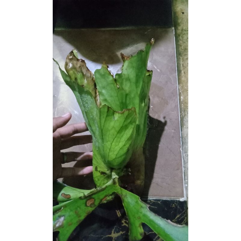 coronarium wandae mini