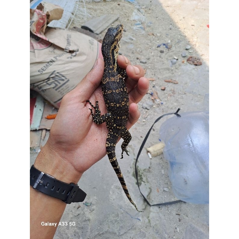 BABY SALVA/BIAWAK