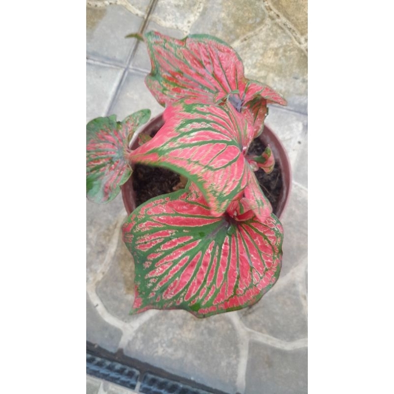 Tanaman Hias Caladium Tangsen Daun Tebal Siap Tanam