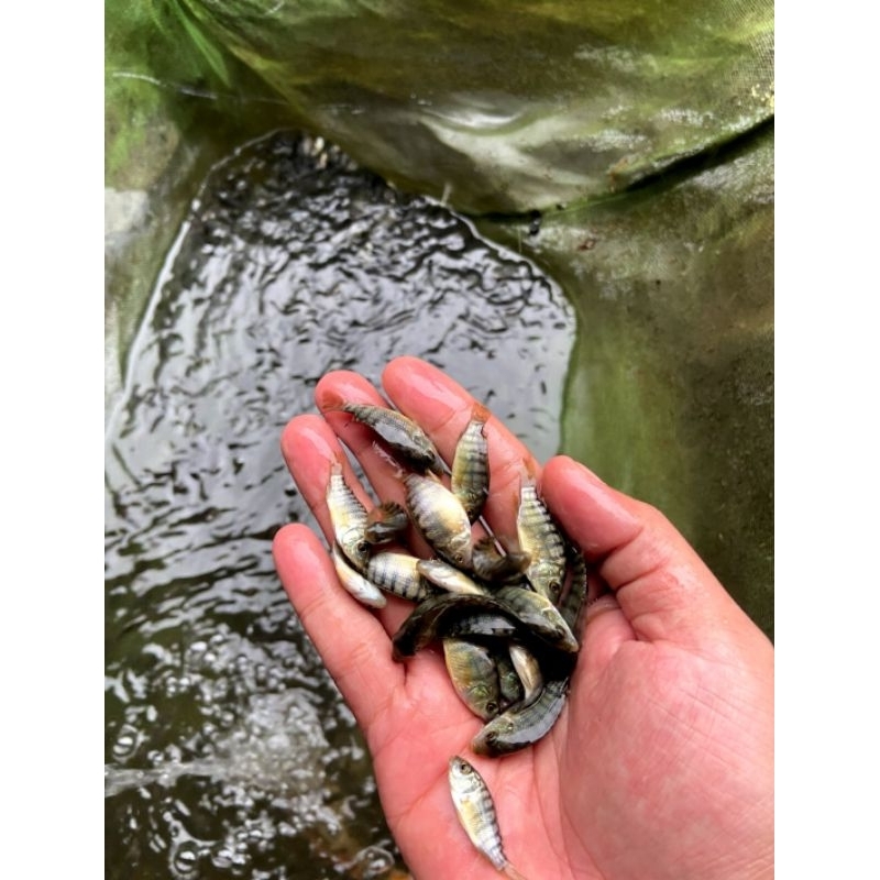 3-5 cm NILA NIRWANA 3