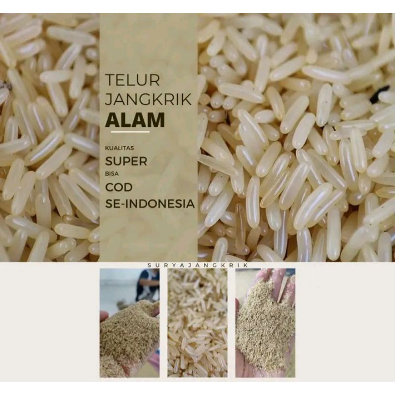 Telur Jangkrik Alam 1 Kg